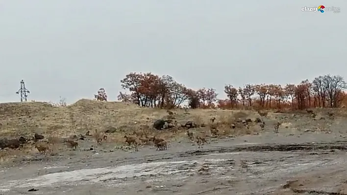 Tunceli'de dağ keçisi sürüsü görüntülendi