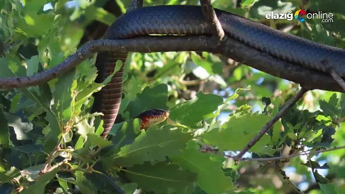Tunceli'de dev yılan paniği