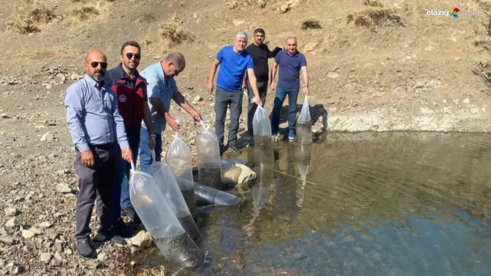 Tunceli'de doğal göle, 80 bin pullu yavru sazan bırakıldı