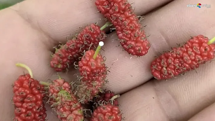 Tunceli'de dut ağacı mevsimi şaşırdı, ikinci kez meyve verdi