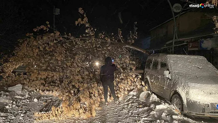 Tunceli'de fırtına, ağaçları devirdi