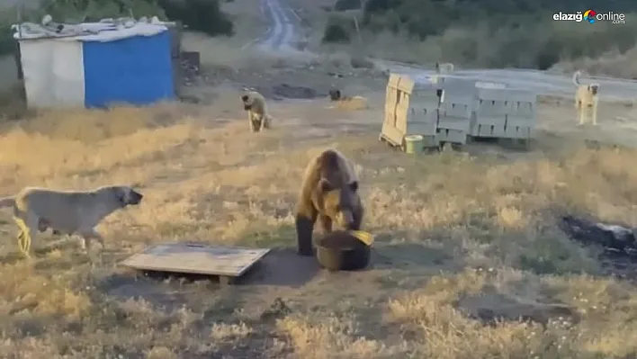 Tunceli'de karakolun davetsiz misafiri: Bozayı