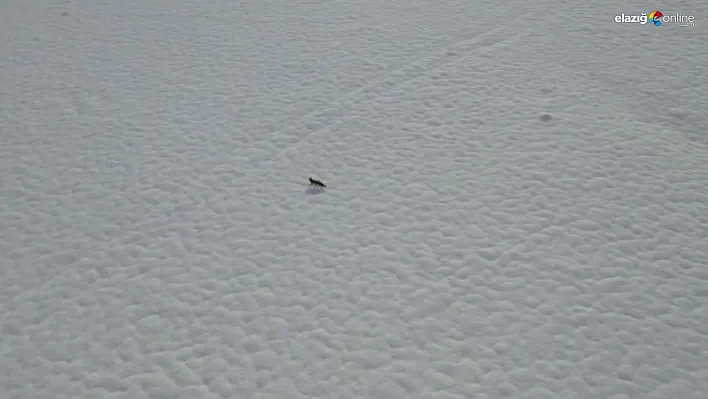 Tunceli'de karda yiyecek arayan tilki dron kamerasında