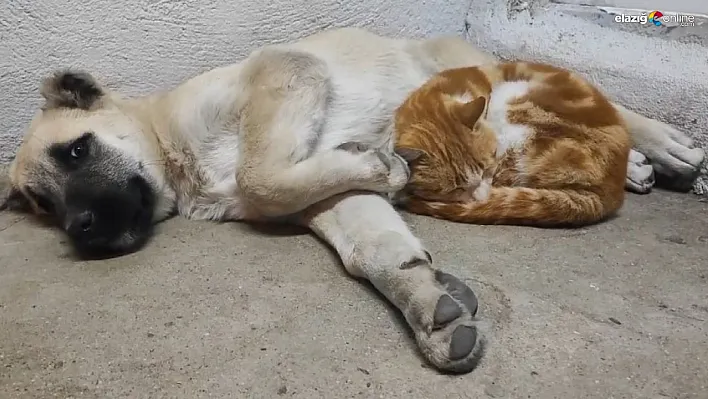 Tunceli'de kedi ve köpeklerin sevimliği dostluğu