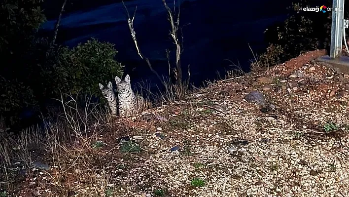 Tunceli'de kırmızı listede yer alan anne ve yavru vaşak görüntülendi