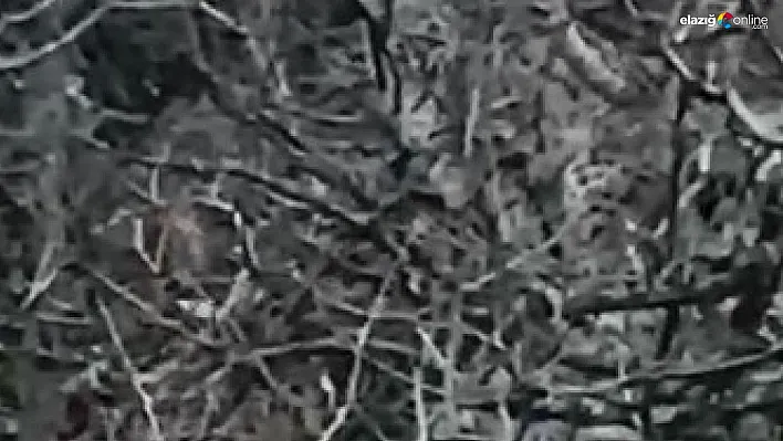 Tunceli'de kırmızı listede yer alan 2 vaşak görüntülendi
