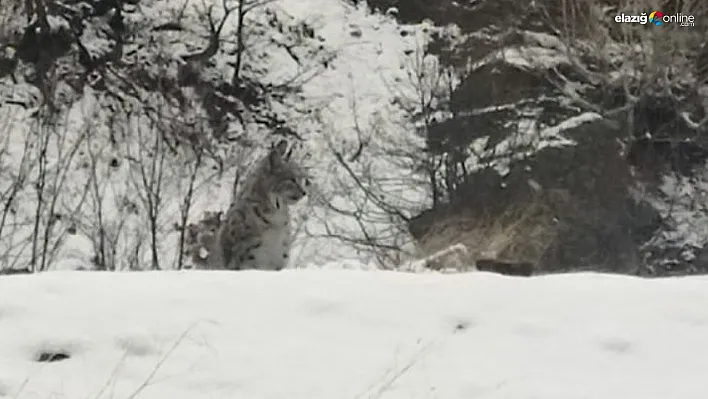 Tunceli'de kırmızı listedeki vaşak görüntülendi