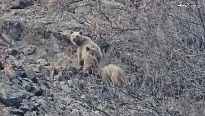 Tunceli'de kış uykusuna yatmayan ayı ailesi görüntülendi