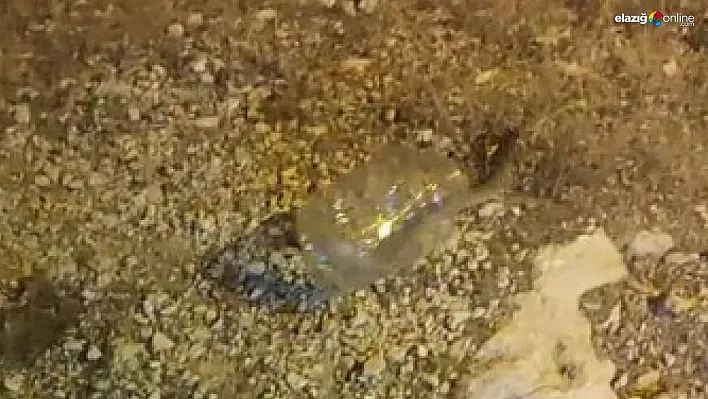 Tunceli'de kız yurdunda yakalanan engerek doğaya bırakıldı