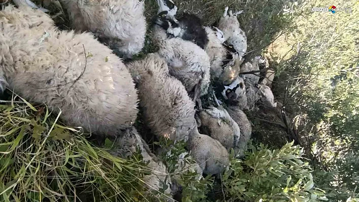 Tunceli'de koyun izdihamı: 29 hayvan telef oldu