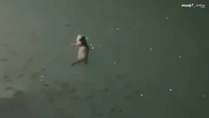 Tunceli'de su samuru görüntülendi