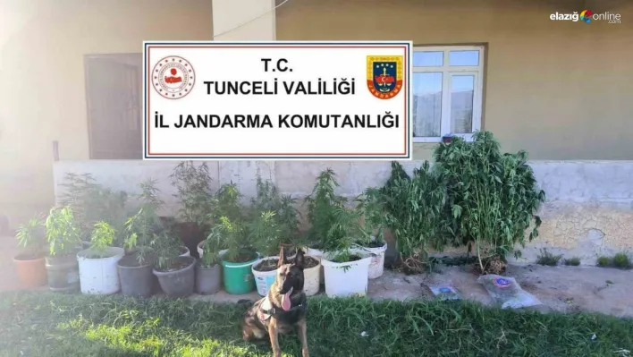 Tunceli'de uyuşturucu operasyonu: 2 tutuklama