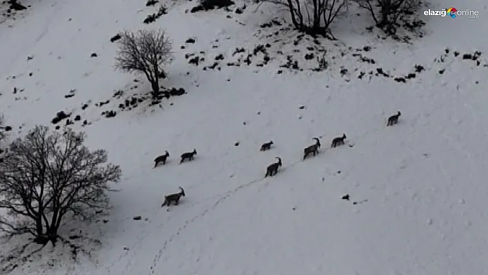 Tunceli'de vadilere inen yaban keçileri görüntülendi