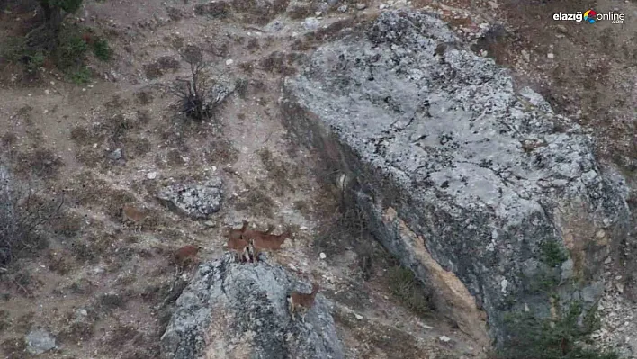 Tunceli'de vaşak görüntülendi