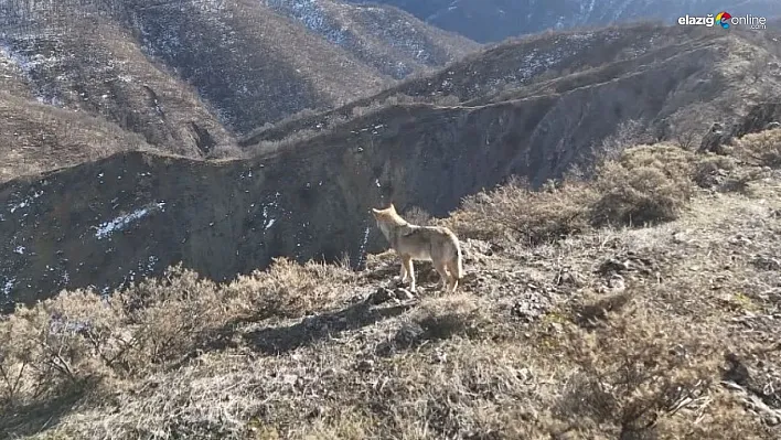 Tunceli Munzur Vadisi'nde yiyecek arayan kurt dron ile görüntülendi