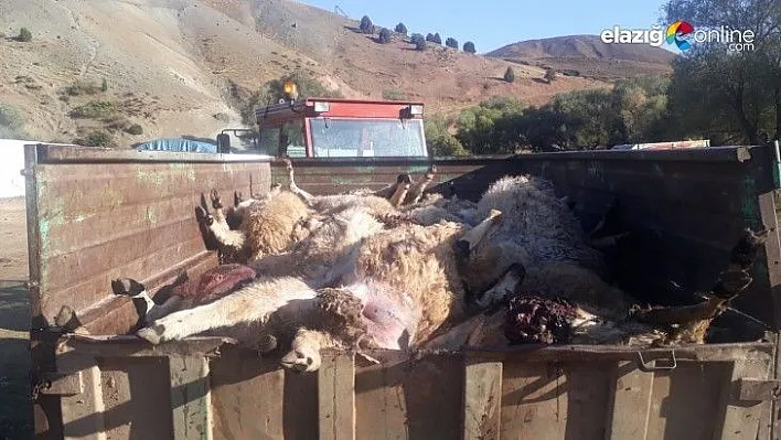 Tunceli'nin Pülümür ilçesinde ayılar 70 koyunu telef etti