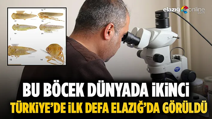 Türkiye'de ilk defa Elazığ'da görüldü