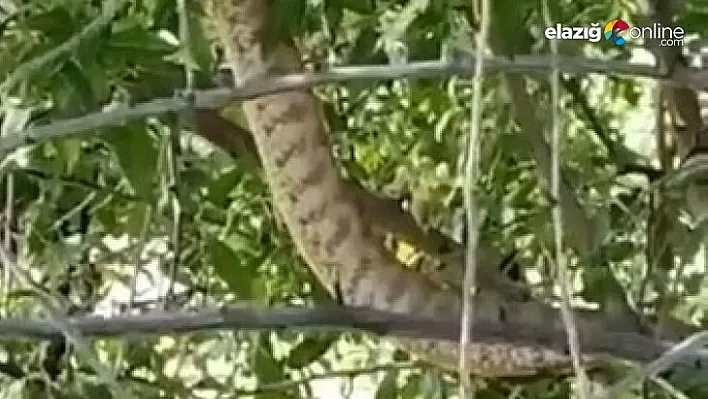 Türkiye'nin en zehirli yılanı Tunceli'de görüntülendi