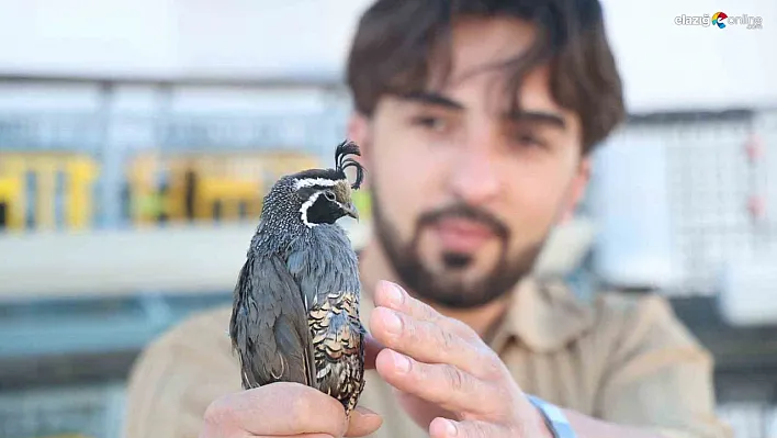 Elazığ'da Kurduğu Çiftlikle Egzotik Bıldırcın Üretiyor, Taleplere Yetişemiyor!