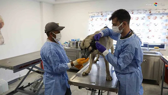 Uyuz tanısı konulan 50 köpek tedavi altına alındı
