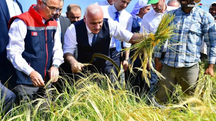 Vali Zorluoğlu, çitçi gibi biçerdöver kullandı, orakla pirinç hasadı yaptı