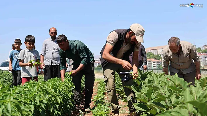 Elazığ'da 150 Dönümde Organik Sebze Üretimi Başladı! Fiyatlar Yarıya Düştü!