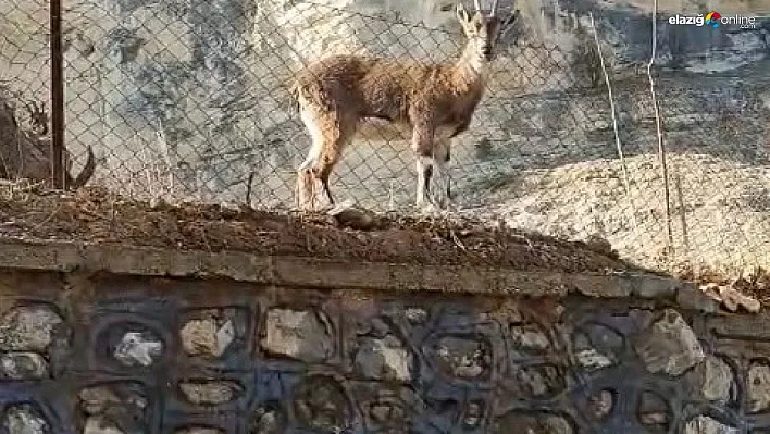 Vatandaşın dağ keçileriyle diyaloğu gülümsetti