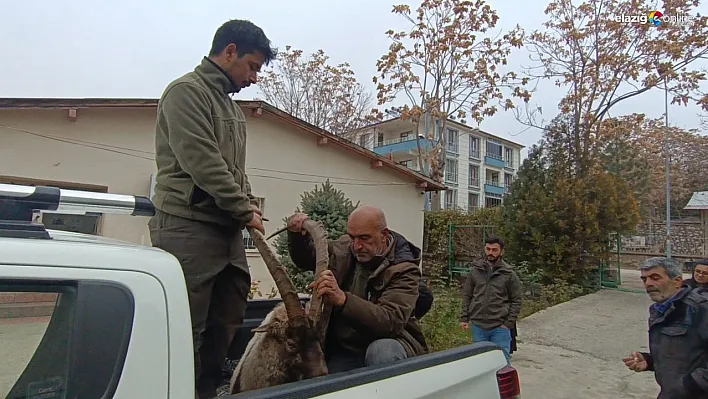 Yaralı bulunan yaban keçisinin imdadına DKMP ekipleri yetişti