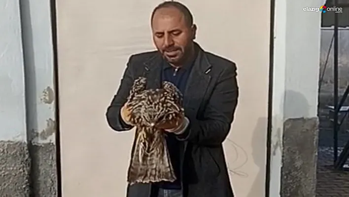 Yaralı kartal koruma altına alındı!
