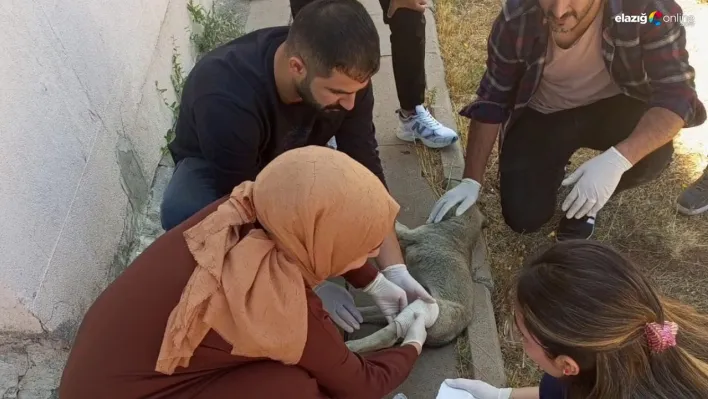 Kaymakam'dan sağlık çalışanlarına başarı belgesi