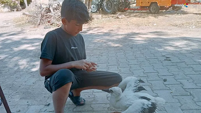 Yavru leyleği elleriyle besliyor