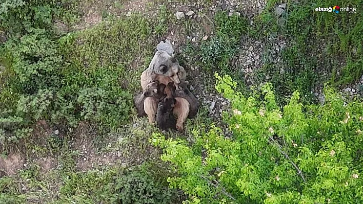 Yavrularını emziren ayı, dronla kaydedildi