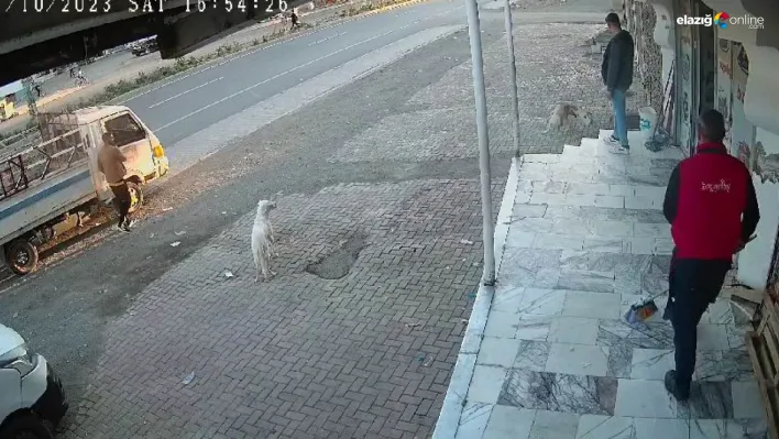 Köpekler neye uğradığını şaşırdı!