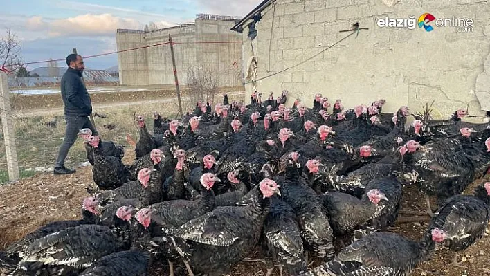 Yılbaşı öncesi Elazığ'dan yurt dışına 15 bin hindi