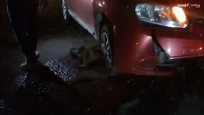 Yolda doğum yapan manda, yavrusuyla otomobil altında kalarak telef oldu