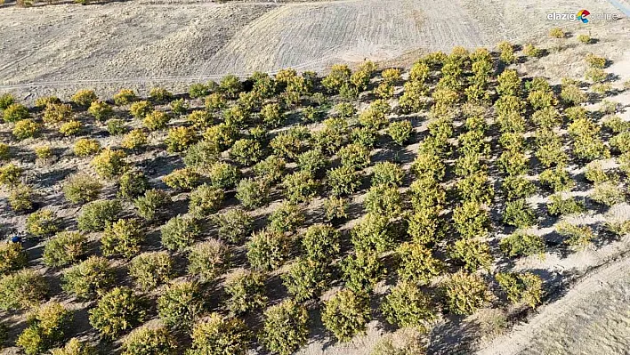 Zirai dondan etkilenen kayısı ağaçları gelecek yıl için umut veriyor