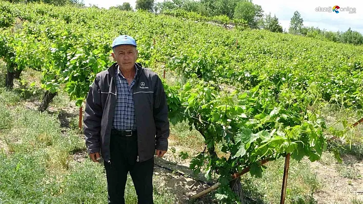 Arapgir'in Tescilli Lezzeti Dondu: Üreticiler Umutlarını Yapraklara Bağladı!