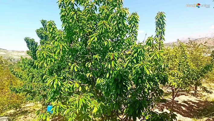 Zirai donun zarara yol açtığı Malatya'da kiraz yaprağı ümit oldu