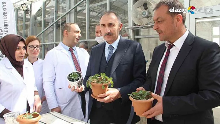 Laboratuvar ortamında çoğaltılan endemik bitkiler doğaya kazandırıldı