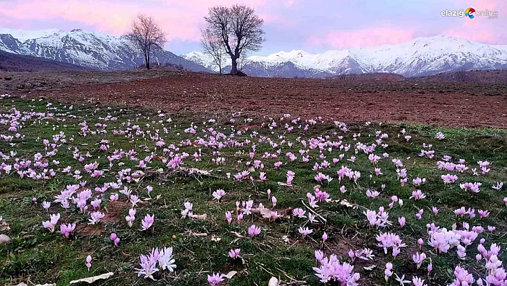 Arıcak'ta Şubat sürprizi: Tarlalar çiğdemlerle renklendi
