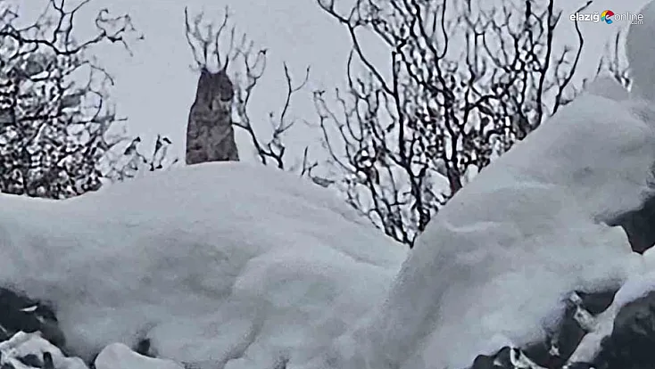 'Ormanın hayaleti' Karakoçan’da iz bıraktı