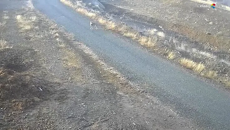 Elazığ'da yaban hayatı kar engeline takıldı: Kurt mezraya indi