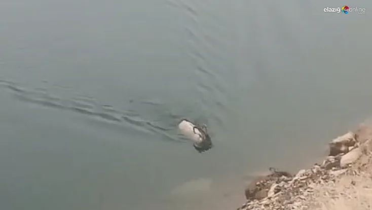Sarp kayalıkları bıraktı, serin sulara atladı! İşte dağ keçisinin ezber bozan görüntüsü