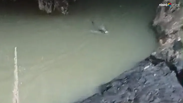 Su samuru Karakoçan’da görüntülendi: Avlanma anları saniye saniye kaydedildi