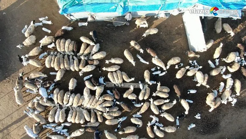 Kuzuların anneleri ile buluşması yürekleri ısıttı