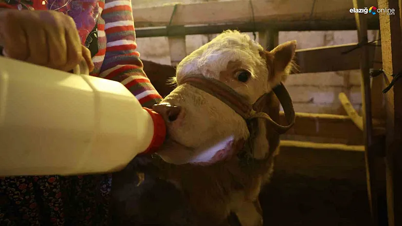 Elazığ'da yürek ısıtan hikaye: Öksüz buzağı Cömert ailesinin '4. çocuğu' oldu