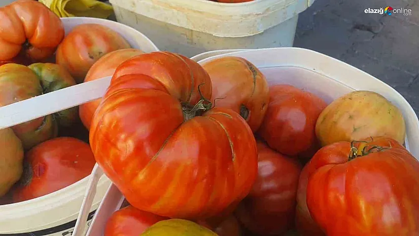 Elazığ'ın Ata Tohumlu Mahman Domatesi Pazara İndi: Kilosu 30 TL, Lezzeti Efsane!