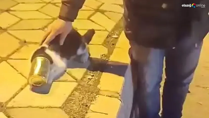 Vatandaşlar fark etti, felaketi önledi: Başı konserve kutusuna sıkışan kedi kurtarıldı
