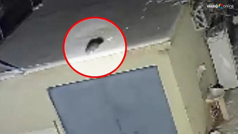 Baskil'de gece yarısı sürprizi: Damdaki gizemli misafir kamerada!