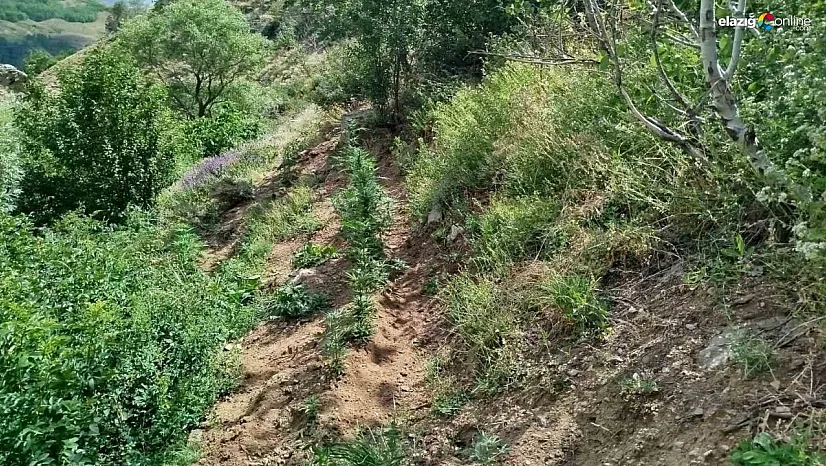 Bingöl'de 843 kök kenevir bitkisi ele geçirildi